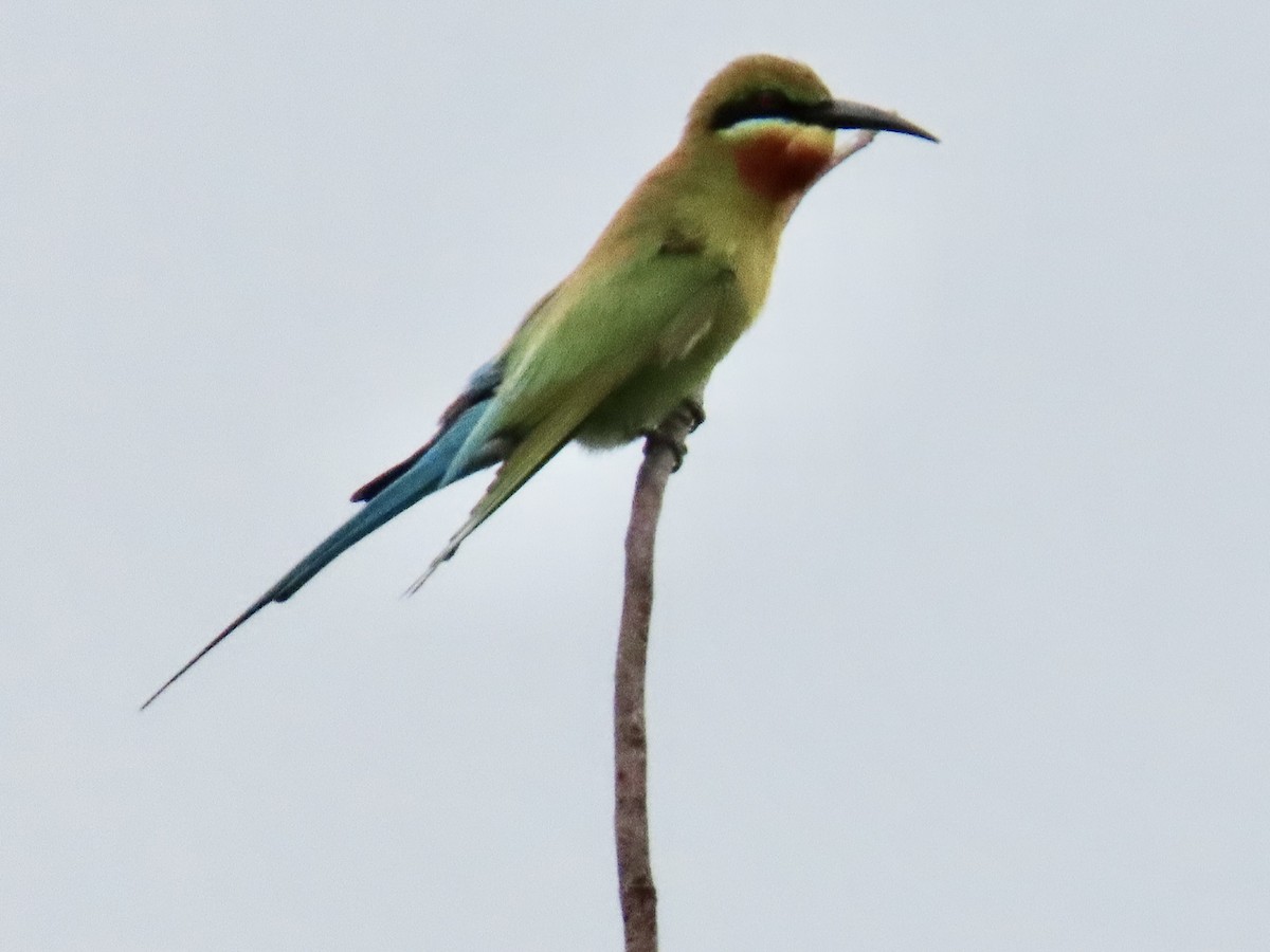 Blue-tailed Bee-eater - ML636633294