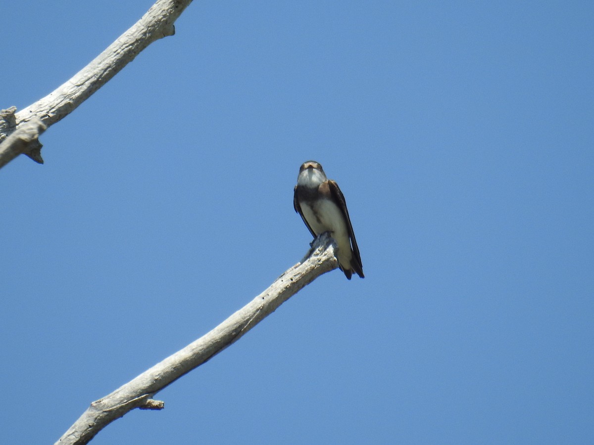 Bank Swallow - ML636633323