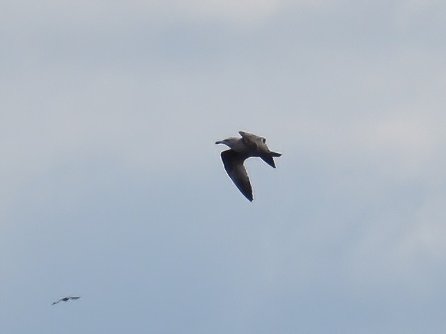American Herring Gull - ML636633333