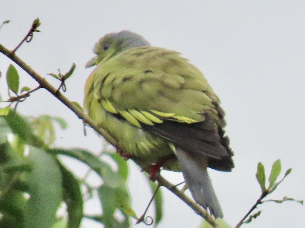 Orange-breasted Green-Pigeon - ML636633344