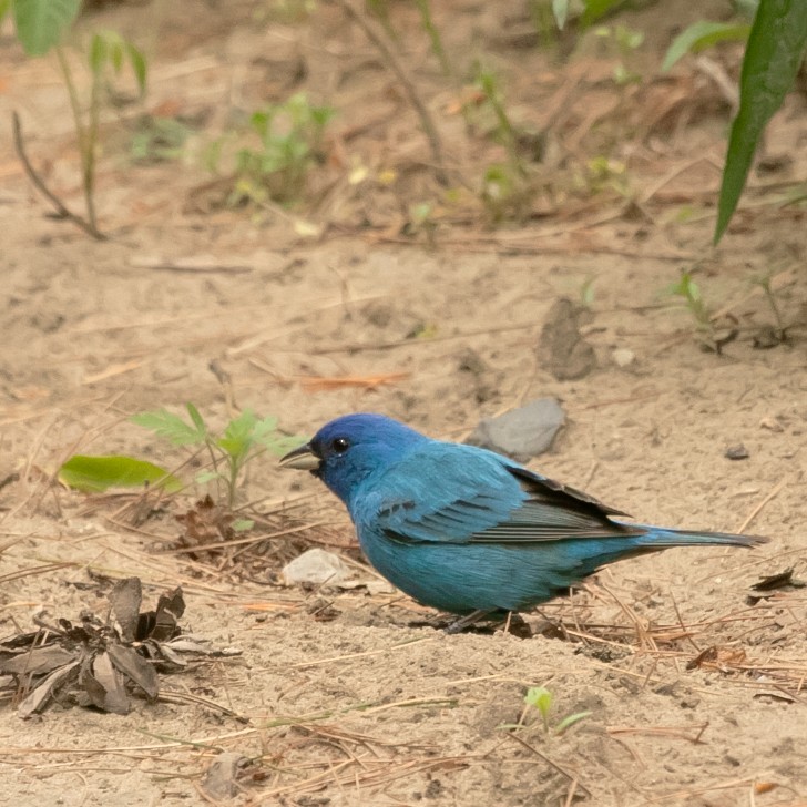 Indigo Bunting - ML636633345