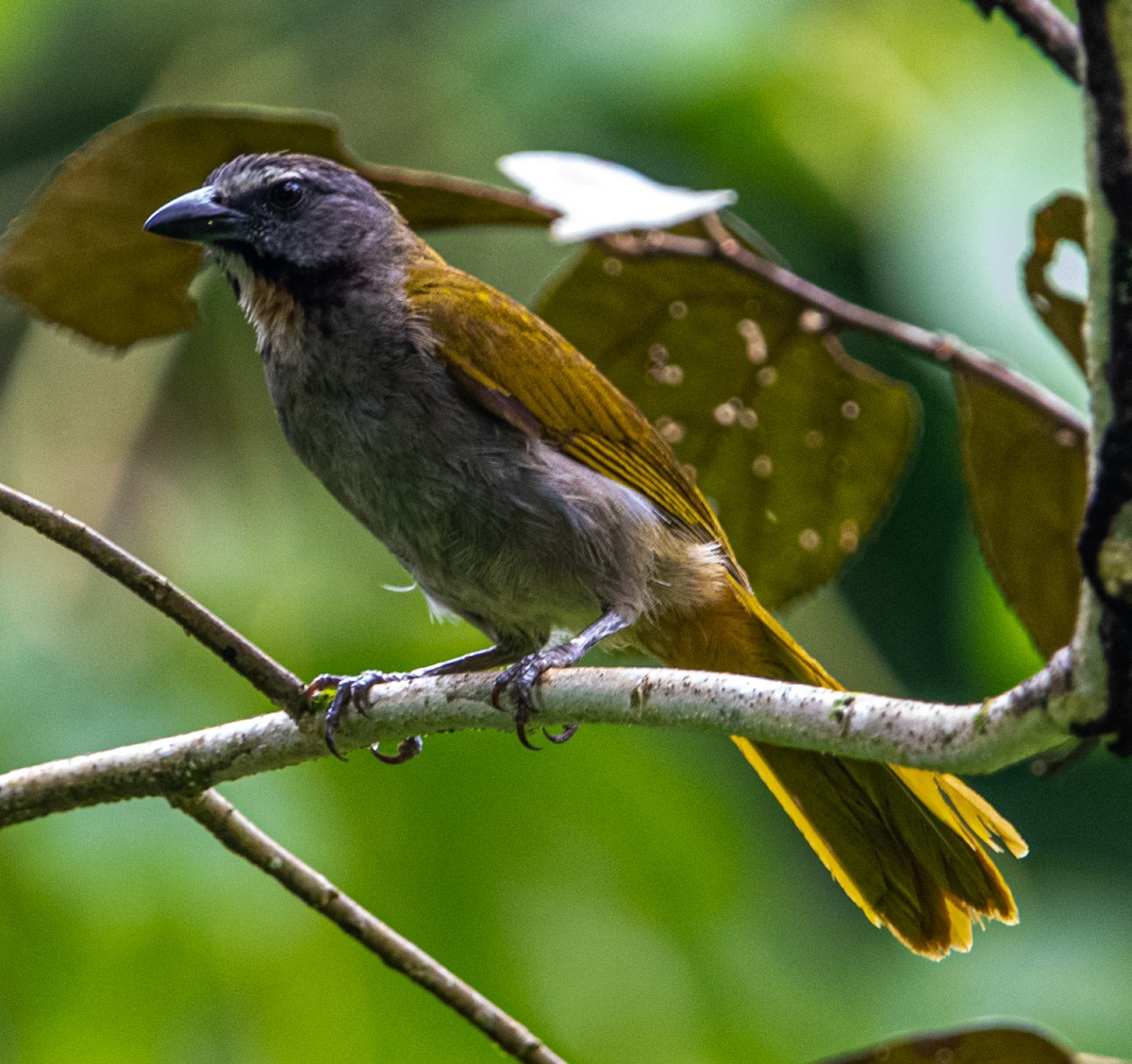 Buff-throated Saltator - ML636633358