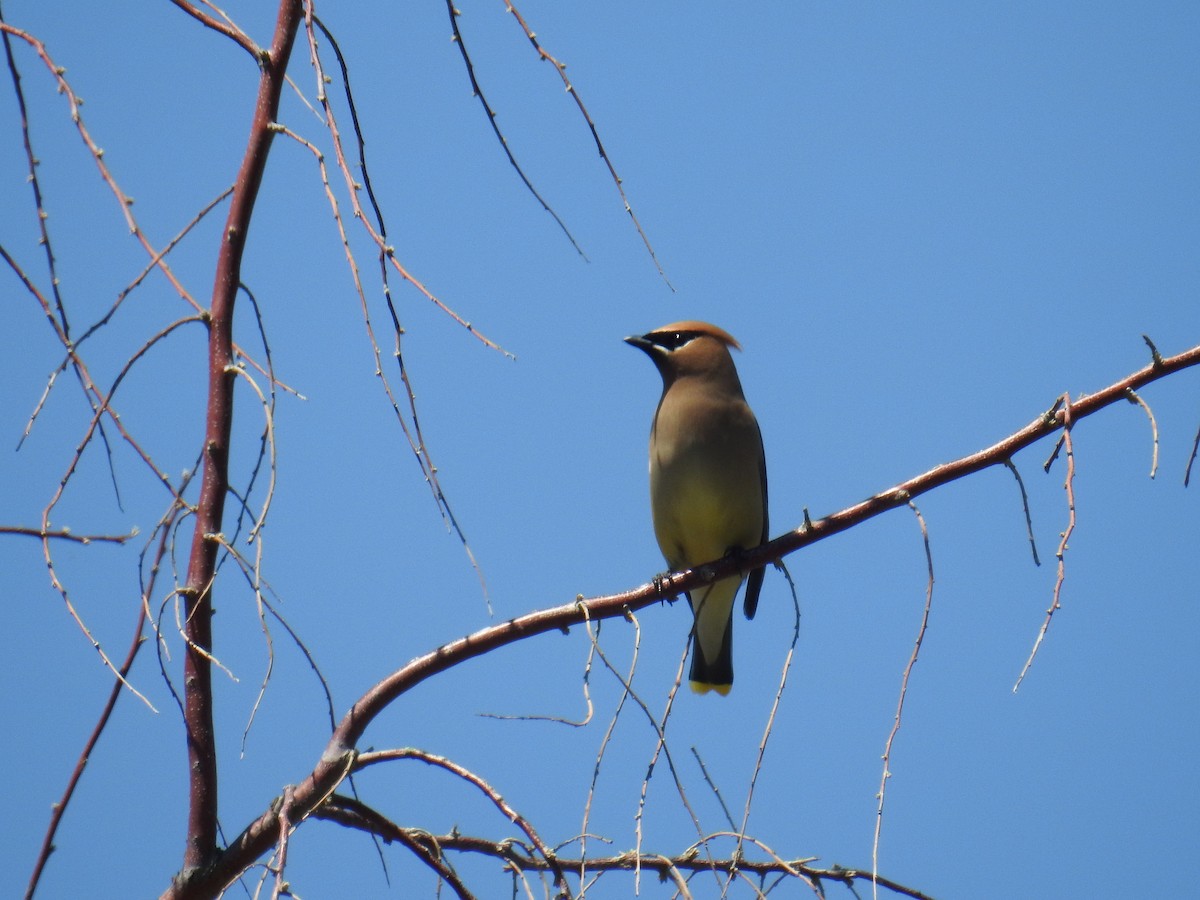 Cedar Waxwing - ML636633476