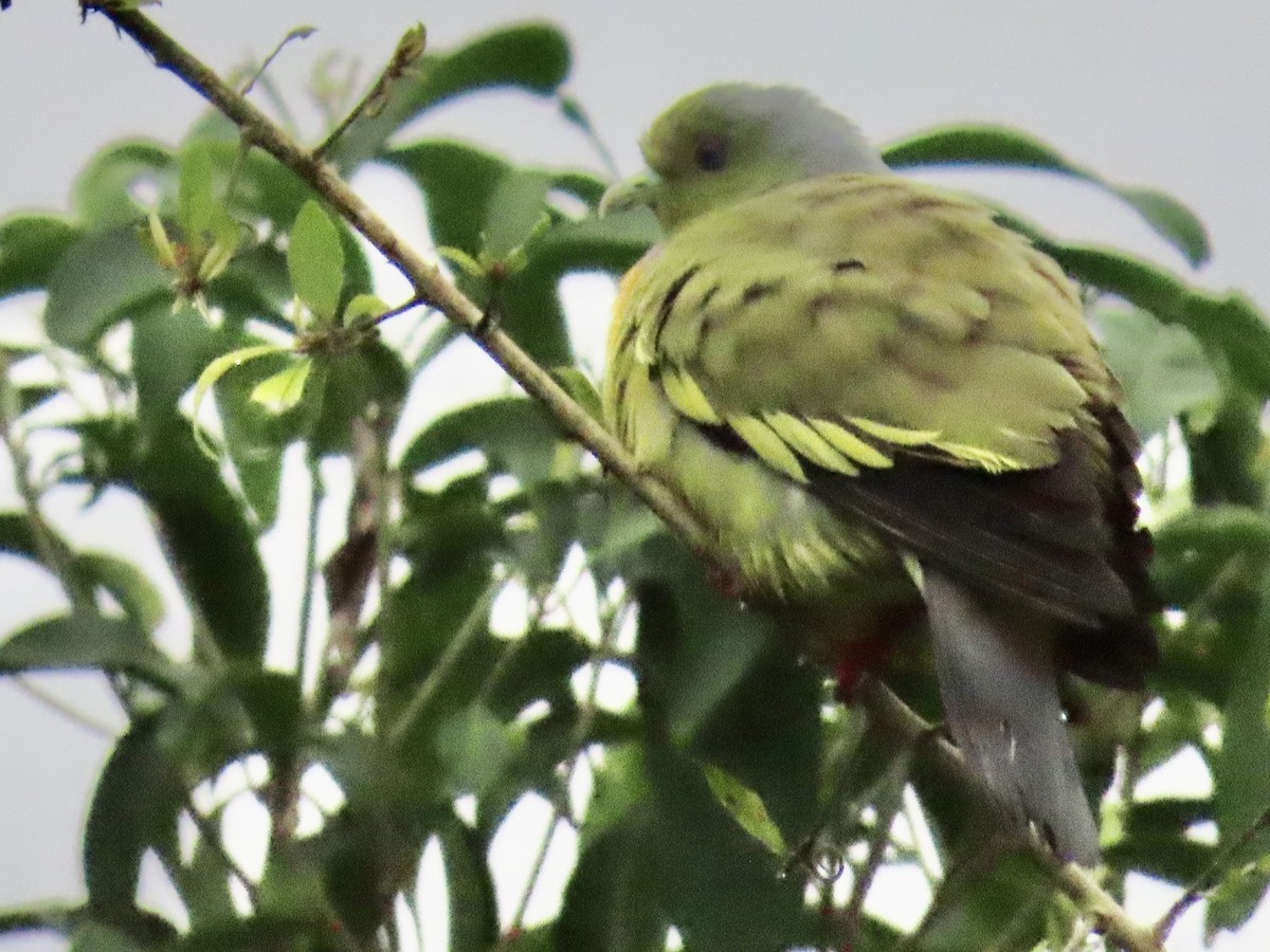 Orange-breasted Green-Pigeon - ML636633504