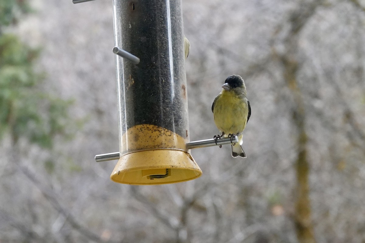 Lesser Goldfinch - ML636633573