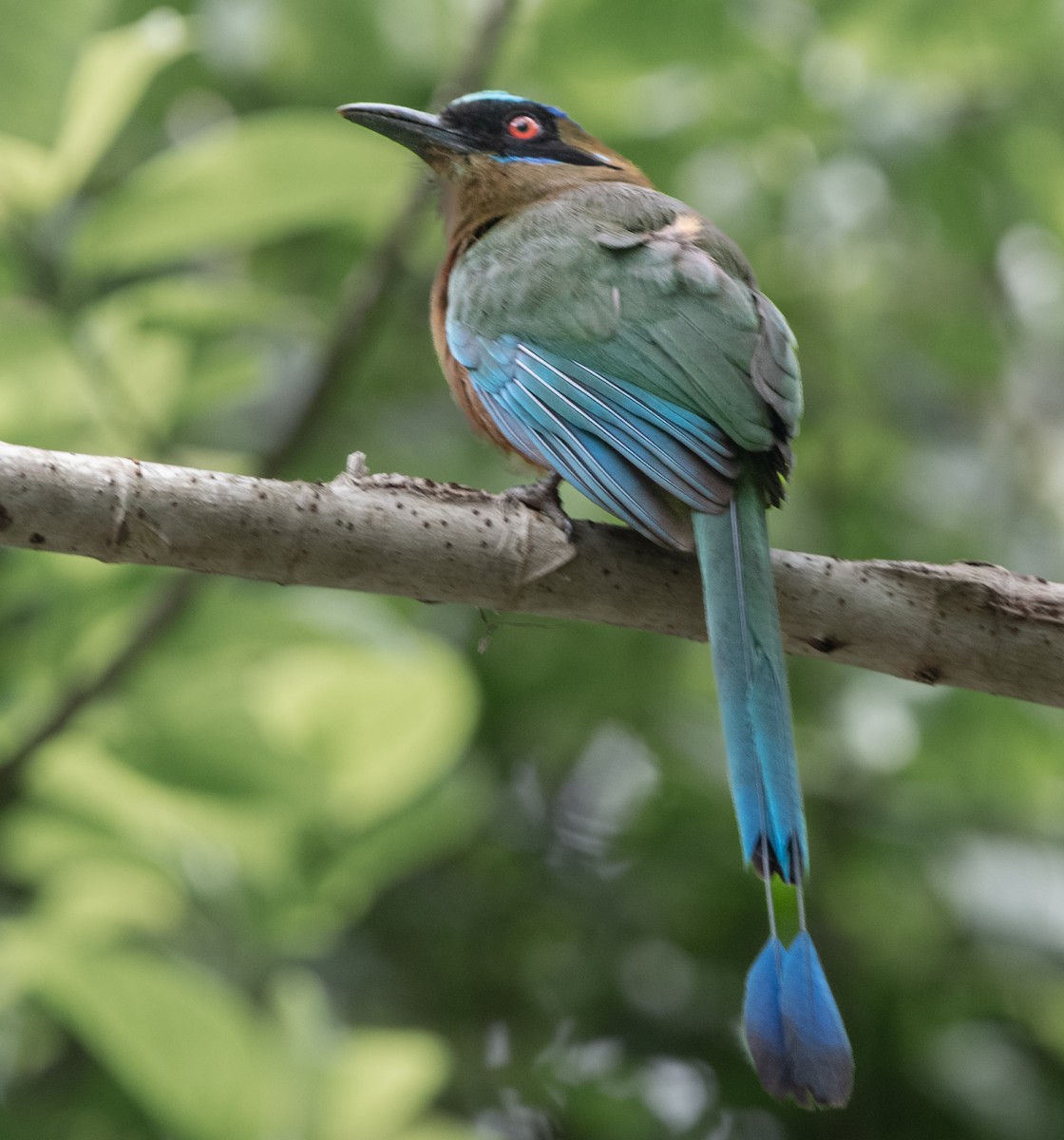 Whooping Motmot - ML636633586