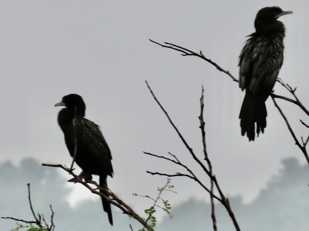 Little Cormorant - ML636633617