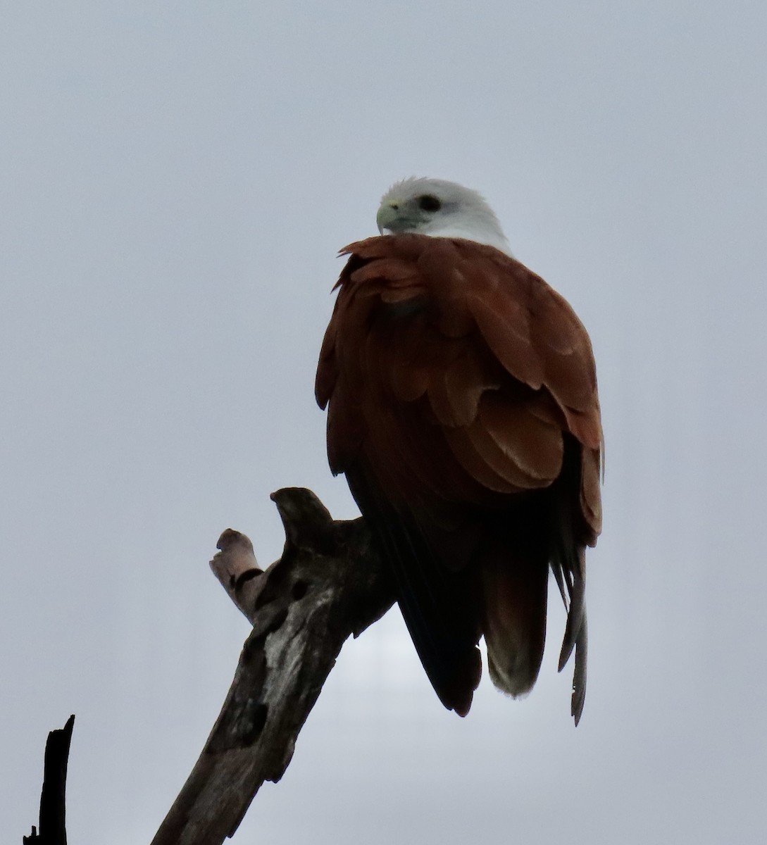 Brahminy Kite - ML636633715