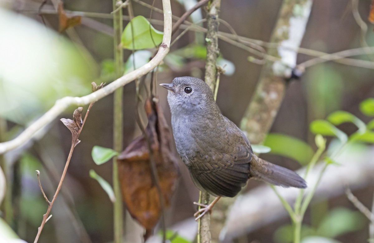 Diamantina Tapaculo - Ciro Albano / Brazil Birding Experts