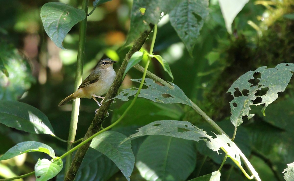 Buff-rumped Warbler - ML636633818