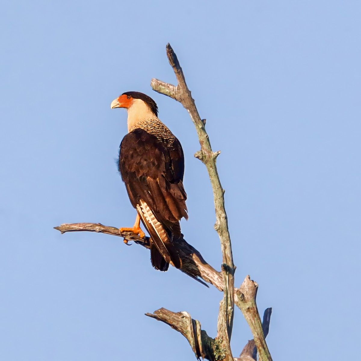 Caracara Carancho - ML636633946