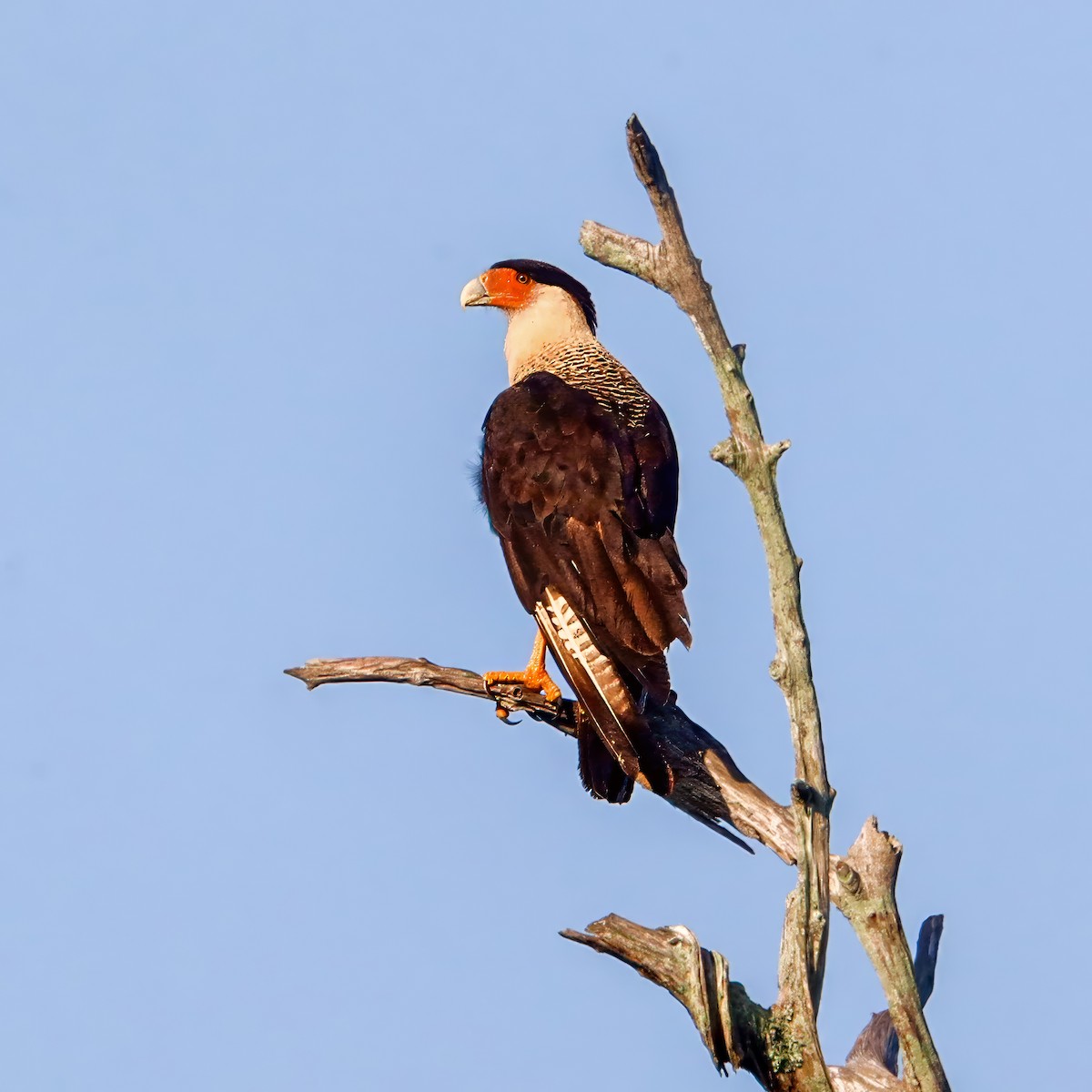 Caracara Carancho - ML636633947