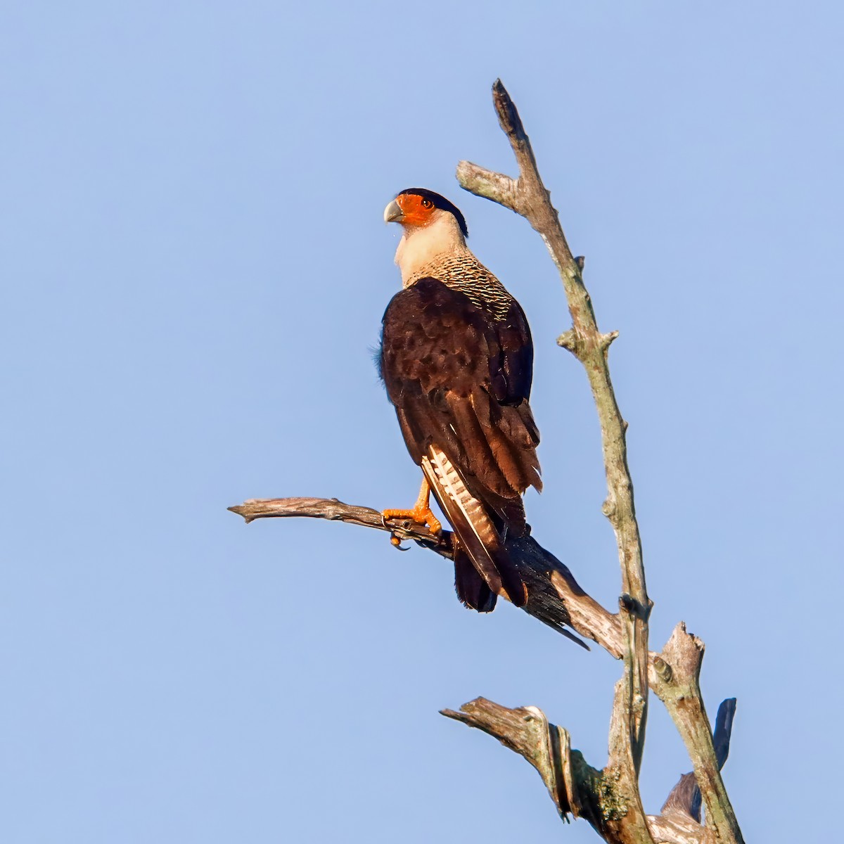 Caracara Carancho - ML636633950