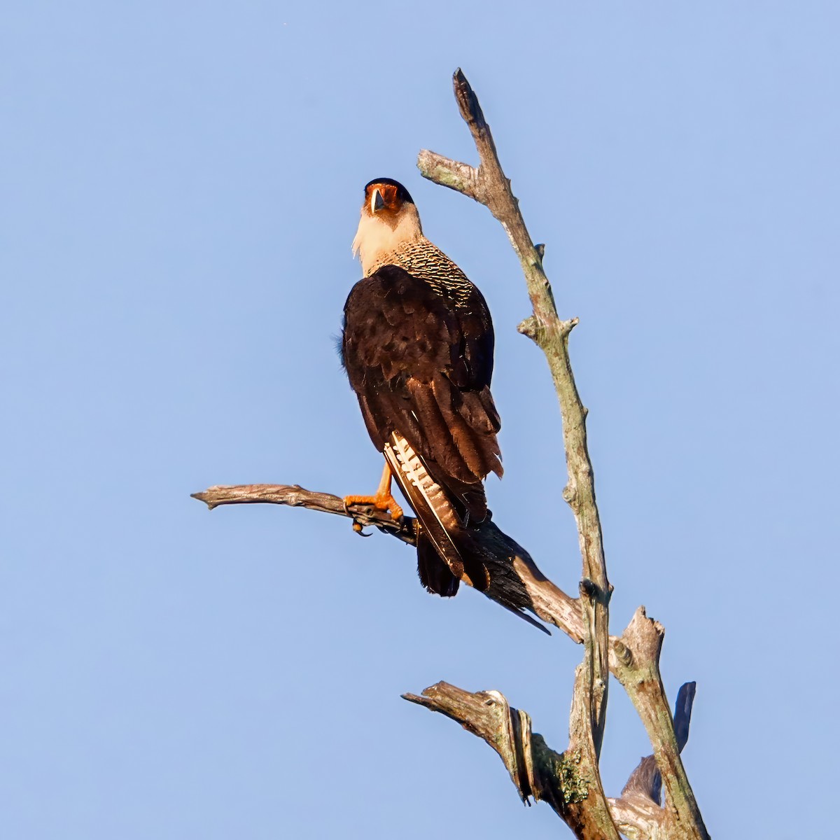 Caracara Carancho - ML636633952
