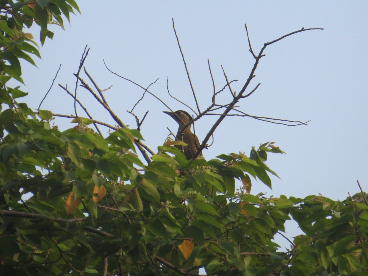 Laced Woodpecker - ML636634017
