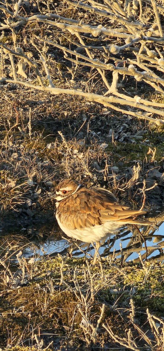 Killdeer - ML636634041