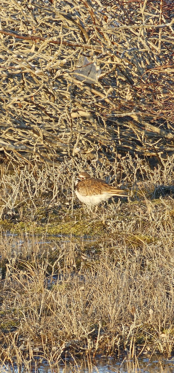 Killdeer - ML636634042