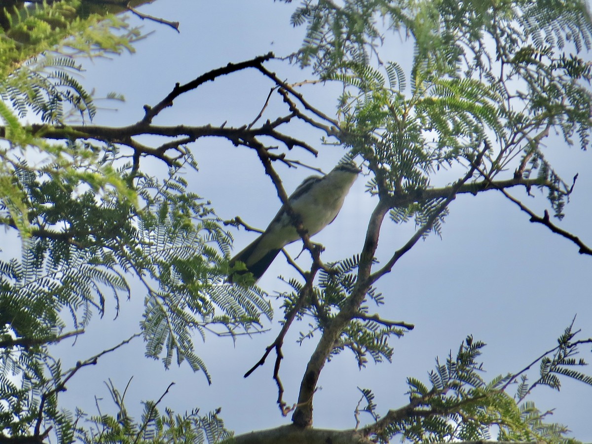 White-shouldered Triller - ML636634052