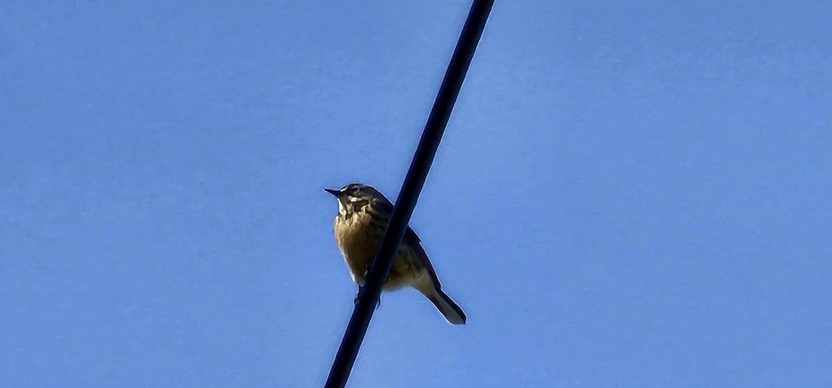 American Pipit - ML636634083