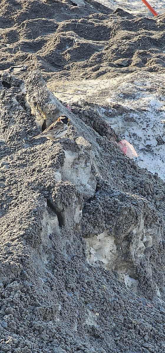 Буулгат хөмрөг - ML636634101