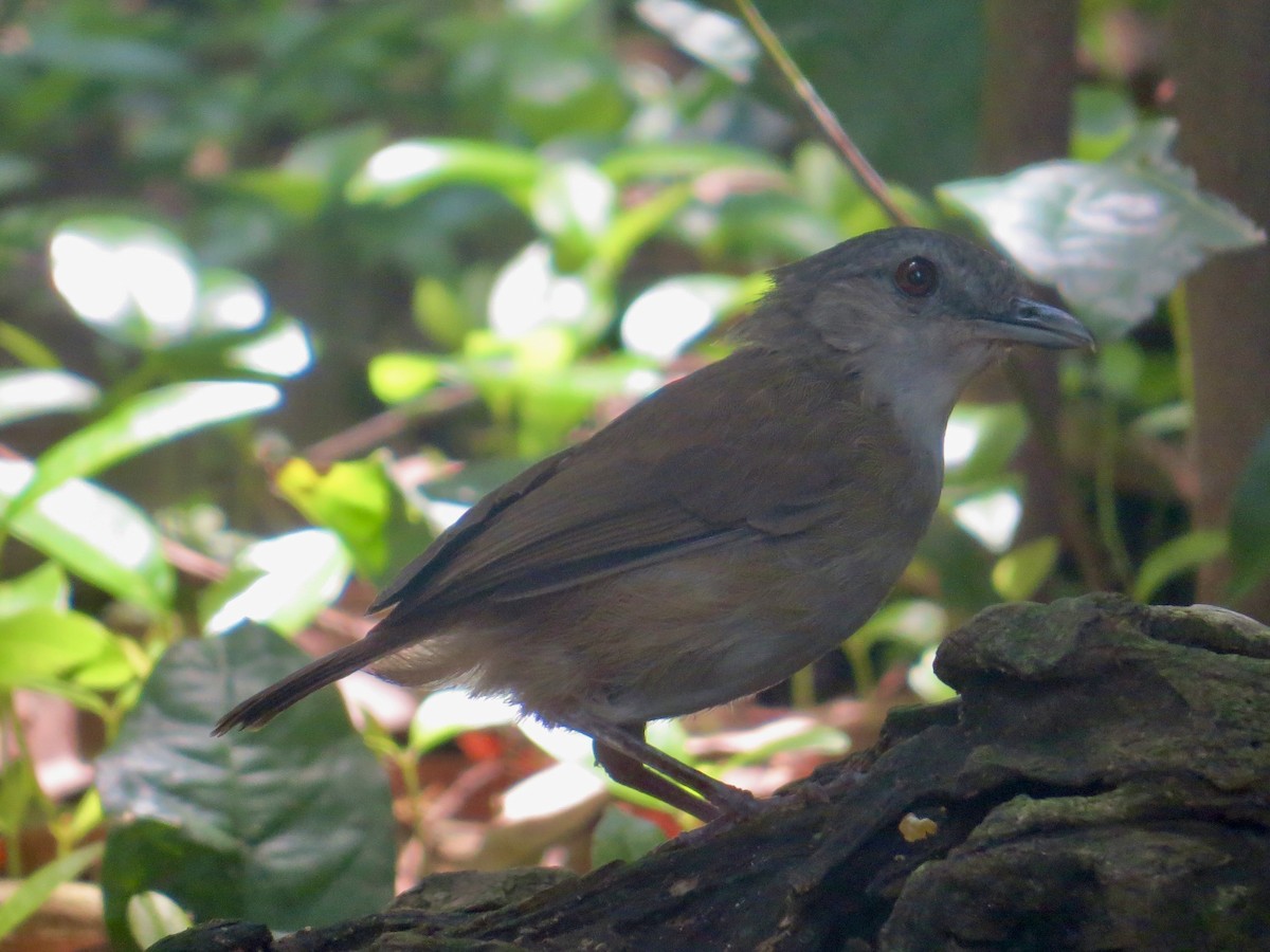 Horsfield's Babbler (Horsfield's) - ML636634106