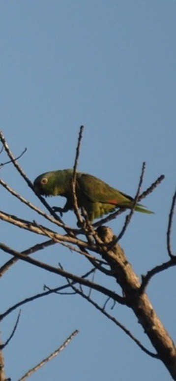 Red-lored Amazon - ML636634107
