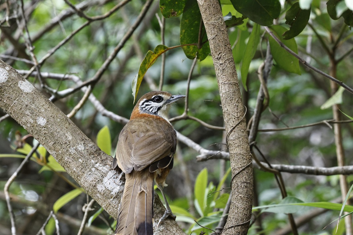 storkjedelattertrost - ML636634190