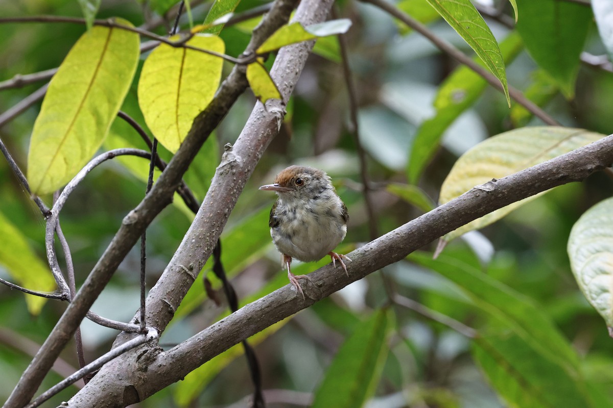 Common Tailorbird - ML636634213