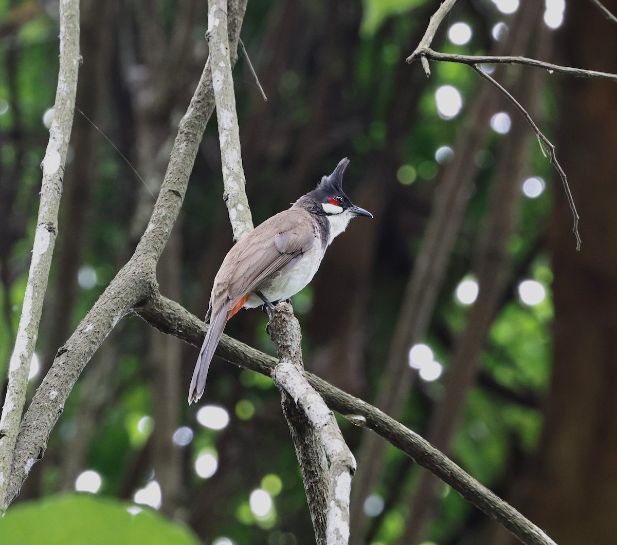 rødørebylbyl - ML636634220