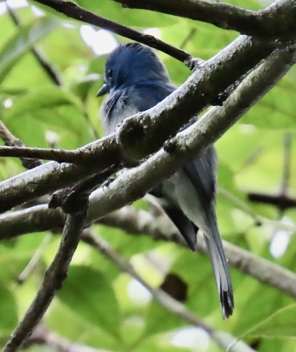 Black-naped Monarch - ML636634222