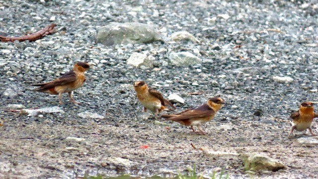 Cave Swallow - ML636634363