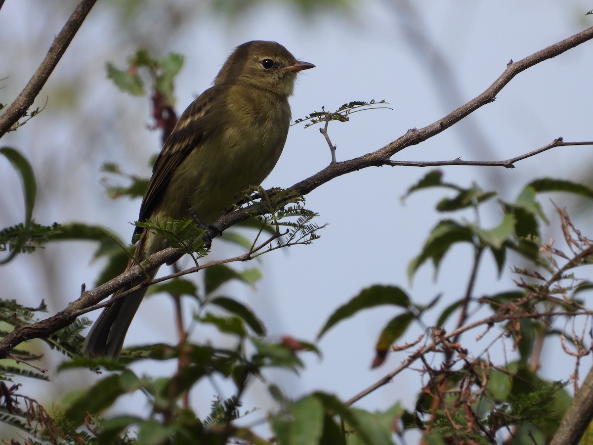 Highland Elaenia - ML636634397