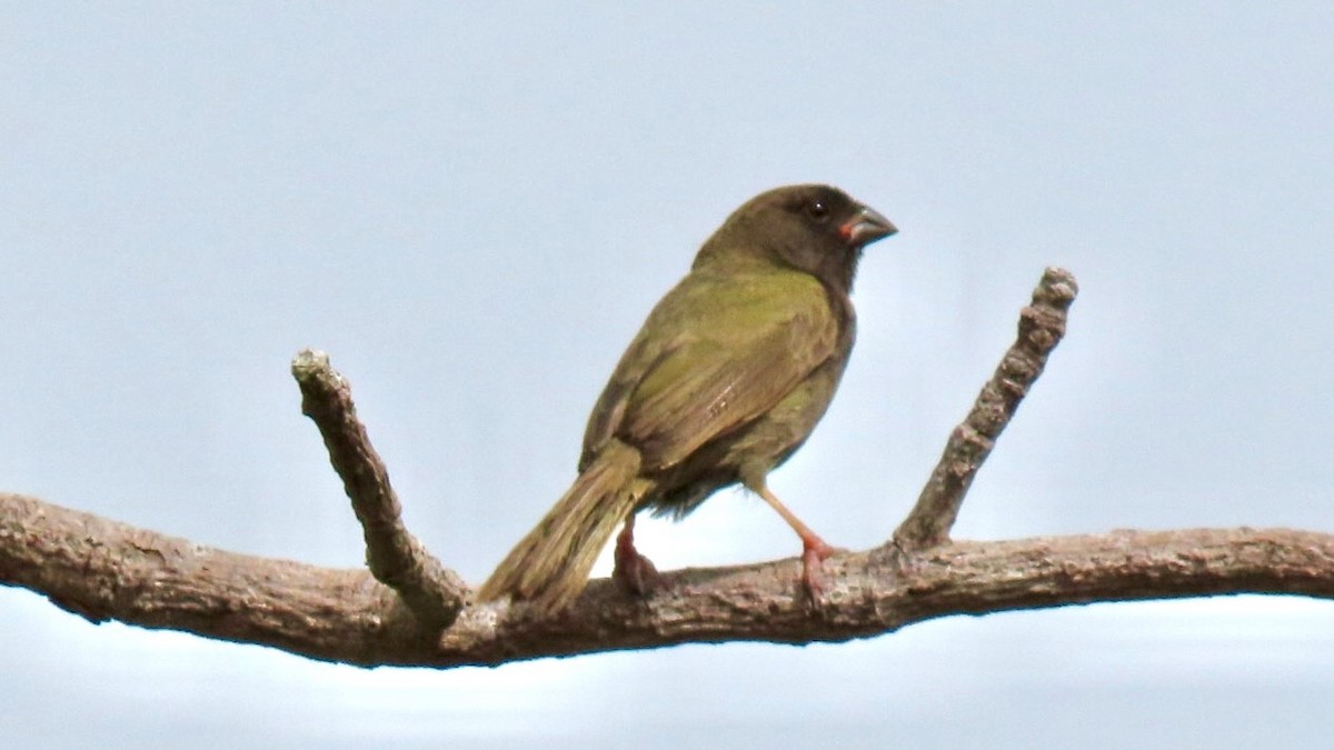 Black-faced Grassquit - ML636634398
