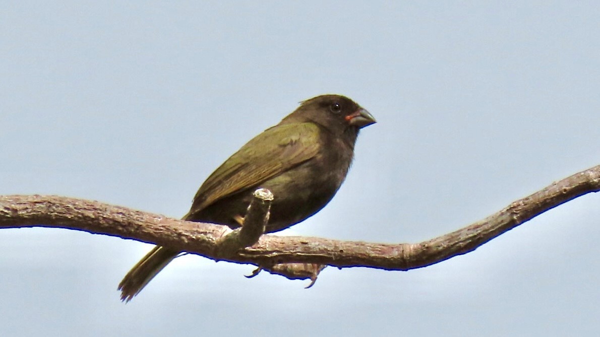 Black-faced Grassquit - ML636634399