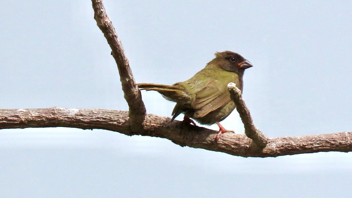 Black-faced Grassquit - ML636634400