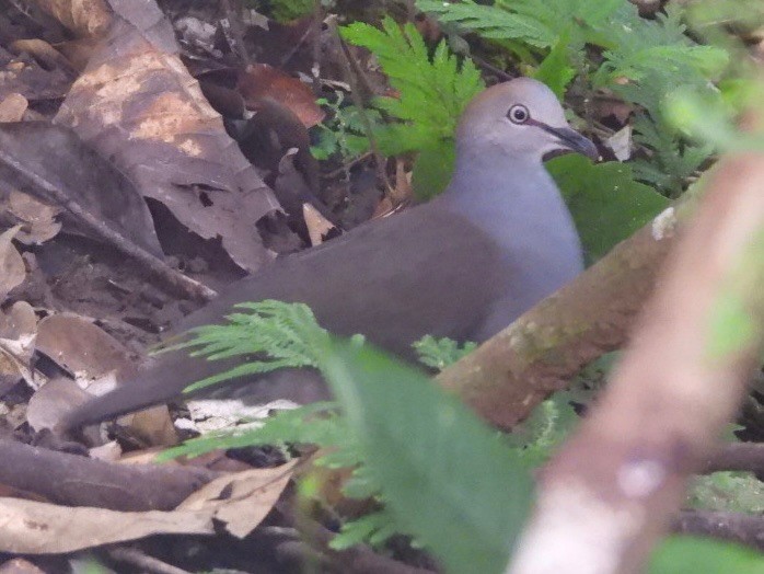 Gray-chested Dove - ML636634563