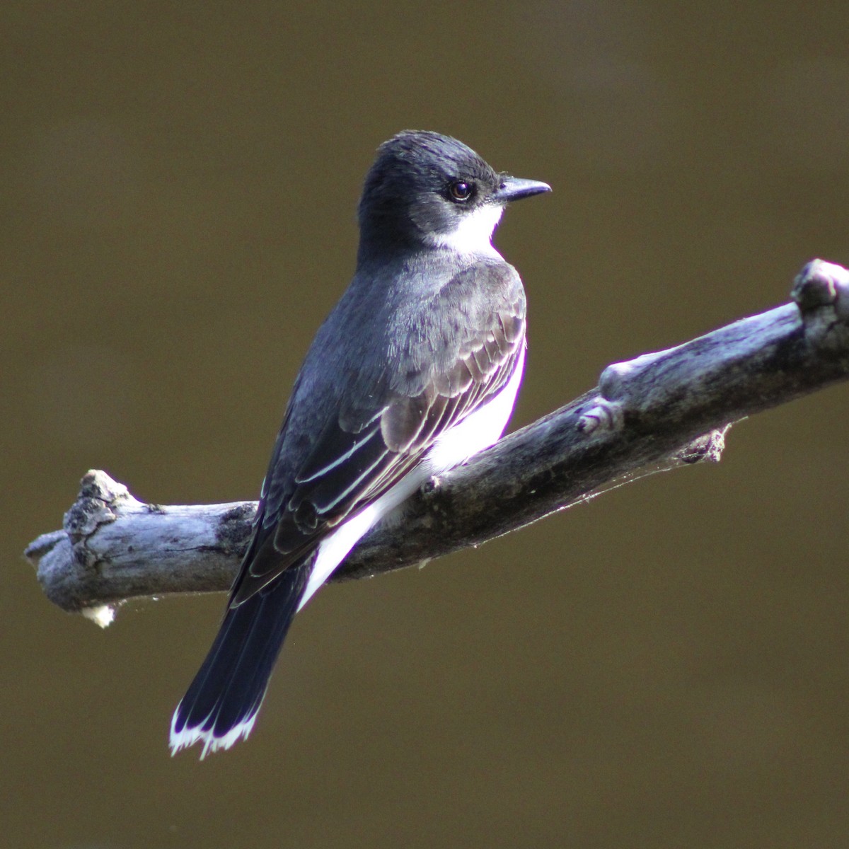 Eastern Kingbird - ML636634592