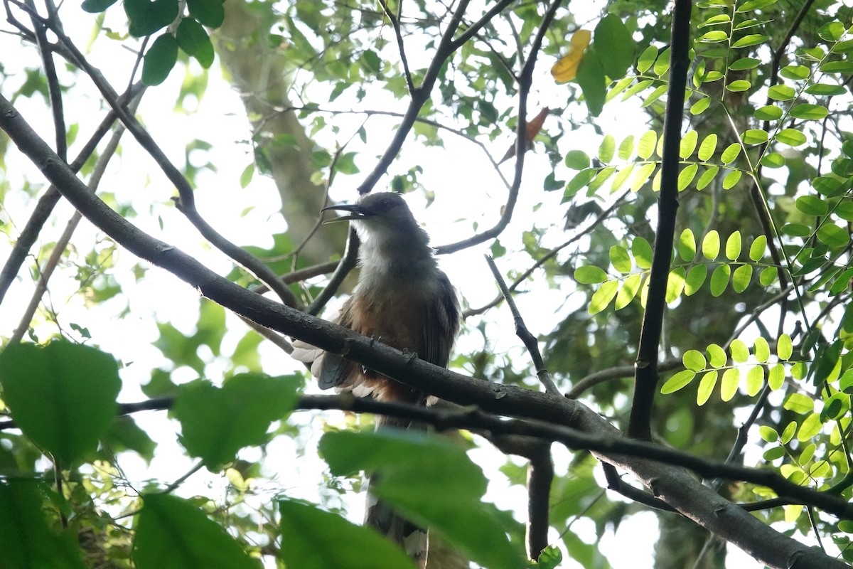 Puerto Rican Lizard-Cuckoo - ML636634661