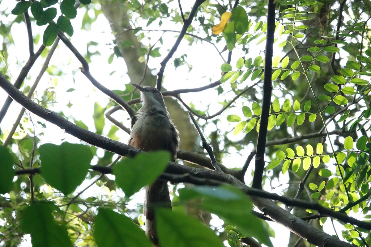 Puerto Rican Lizard-Cuckoo - ML636634664