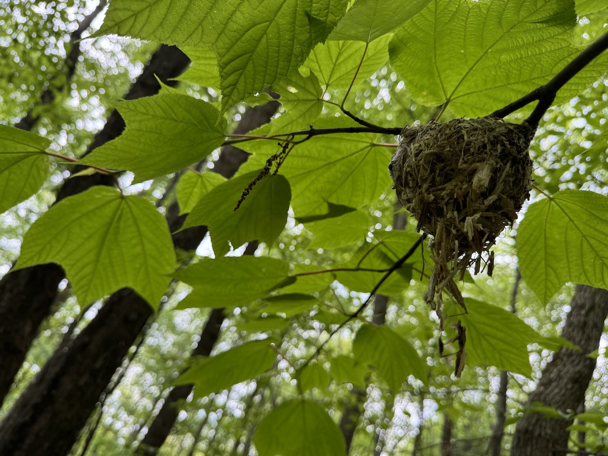Red-eyed Vireo - ML636634727