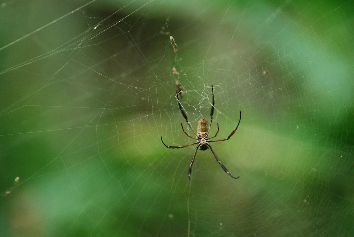 Golden Silk Spider - ML636634793