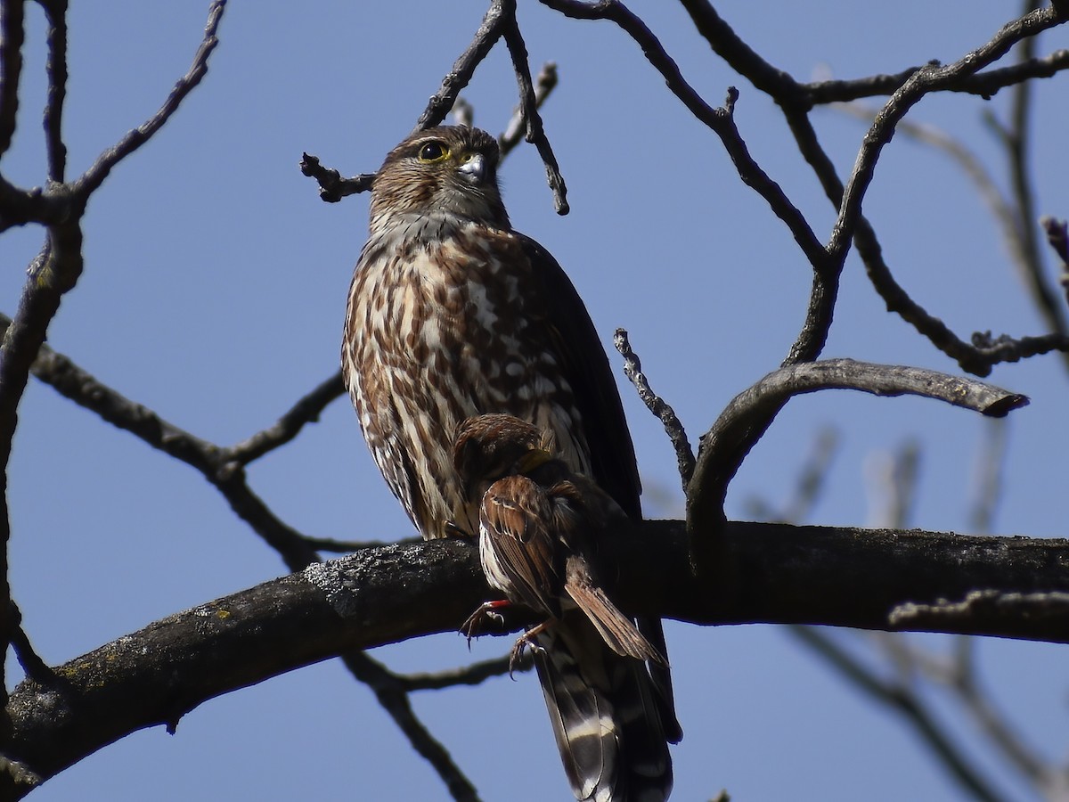 Merlin - ML636634794