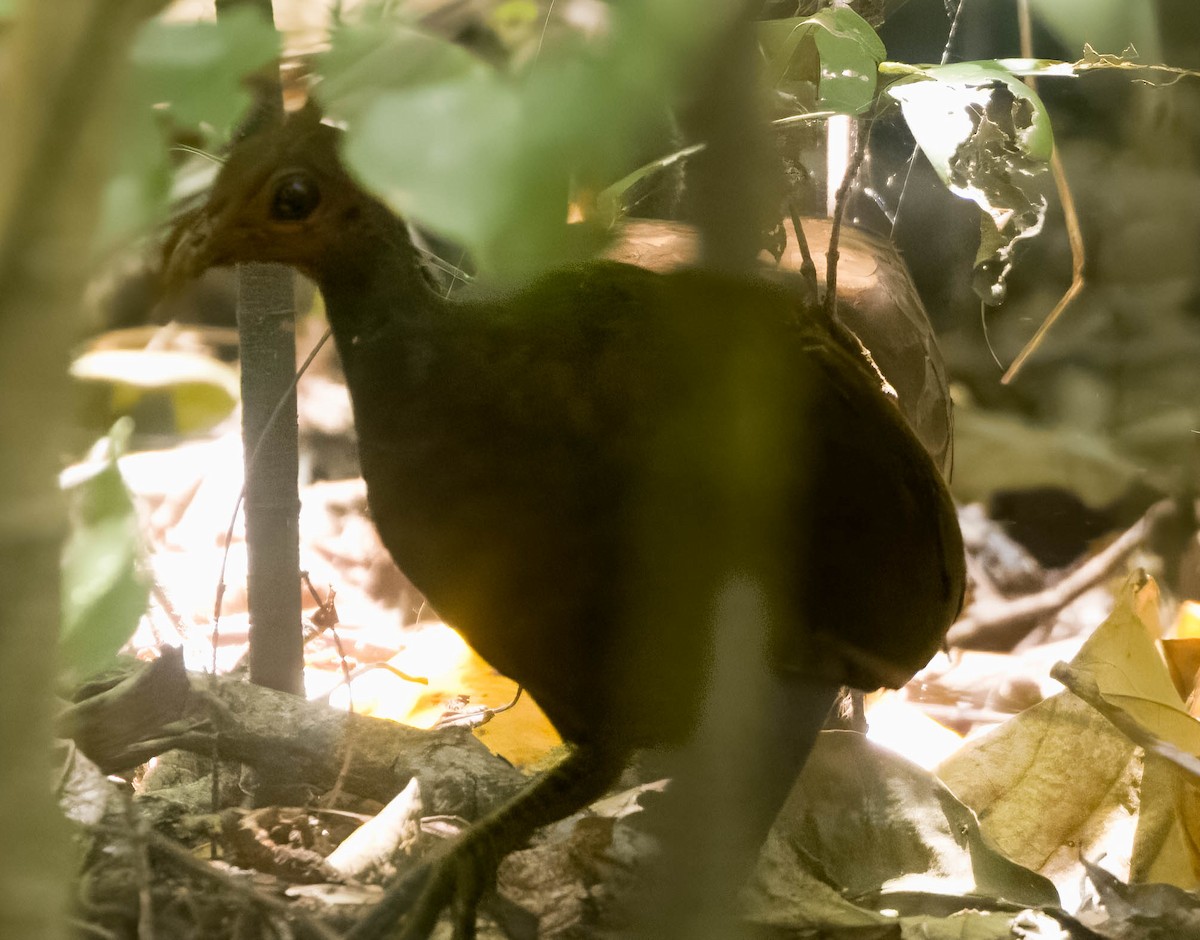 Philippine Megapode - ML636634823