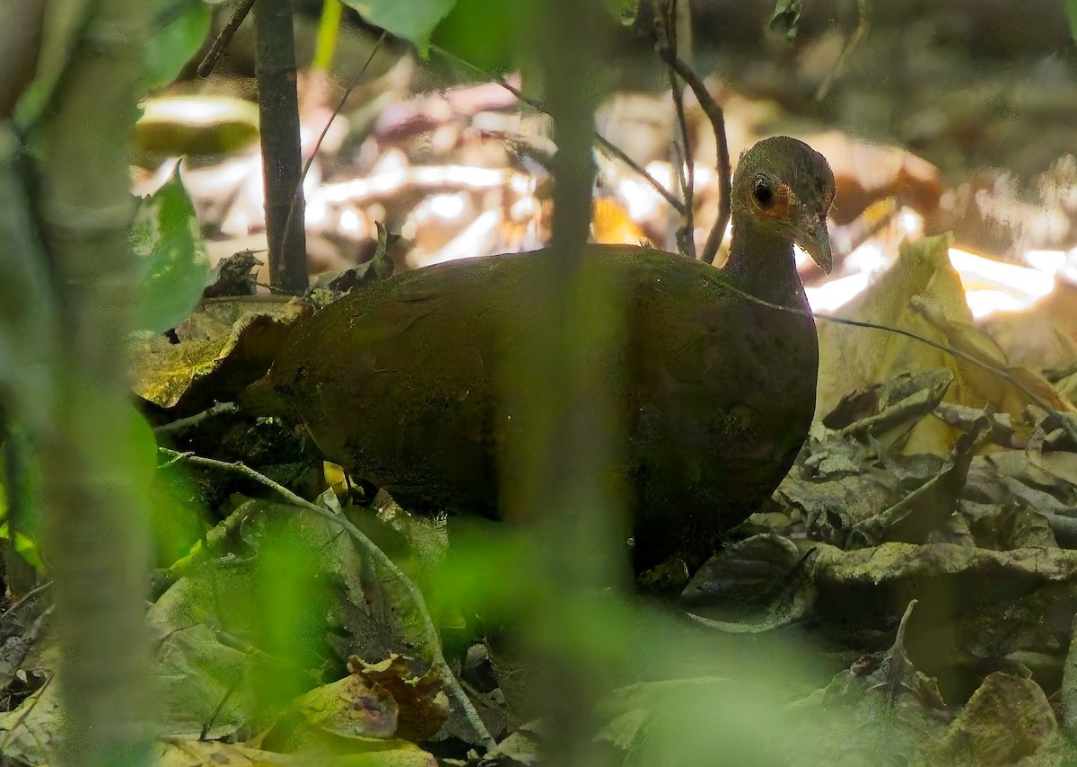 Philippine Megapode - ML636634824