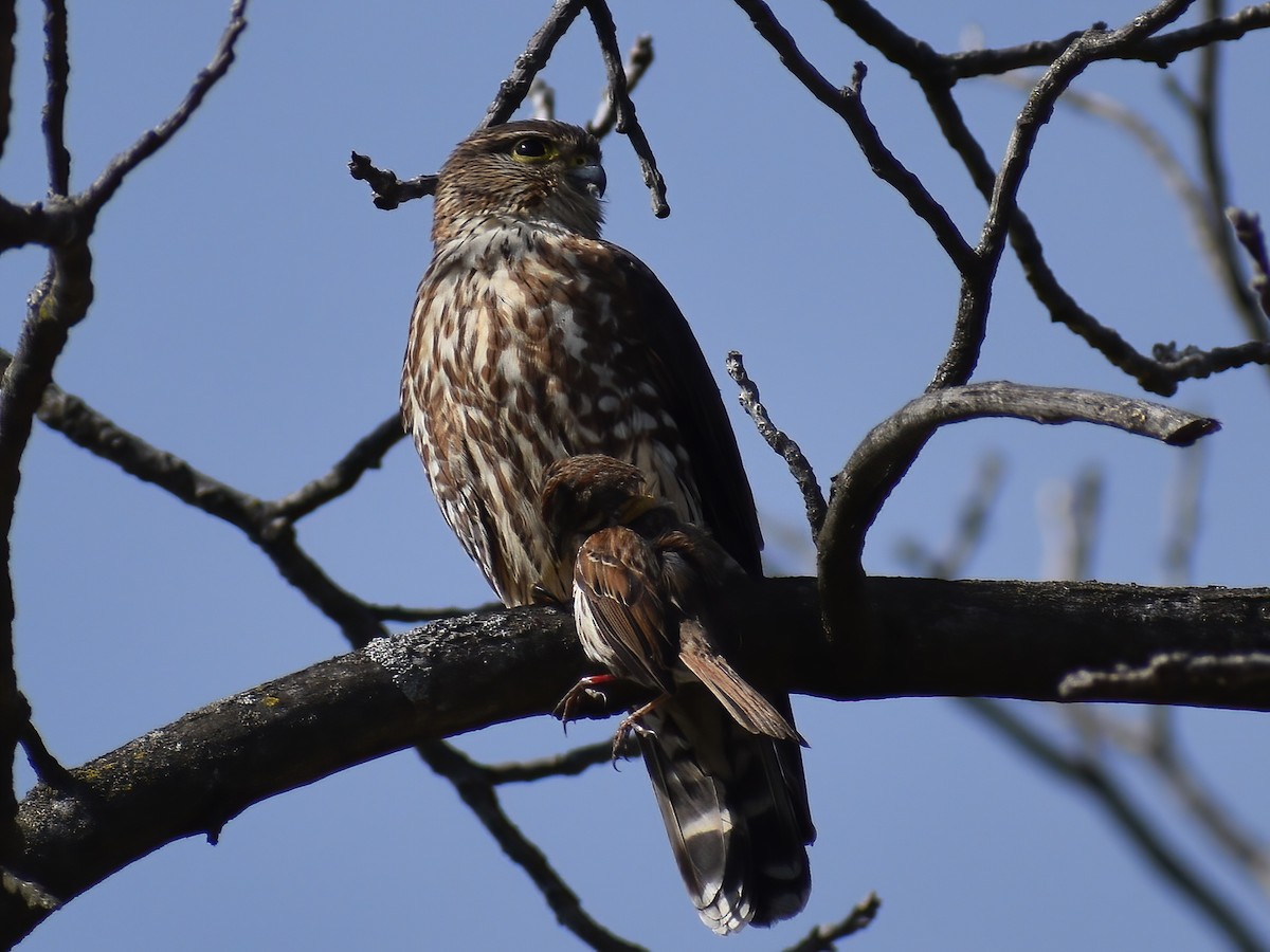 Merlin - ML636634865