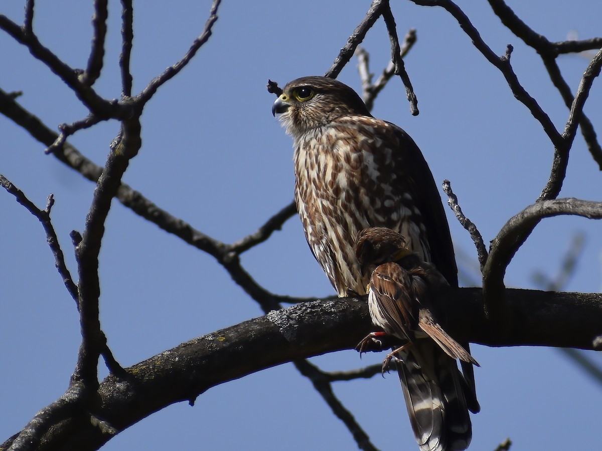 Merlin - ML636634872