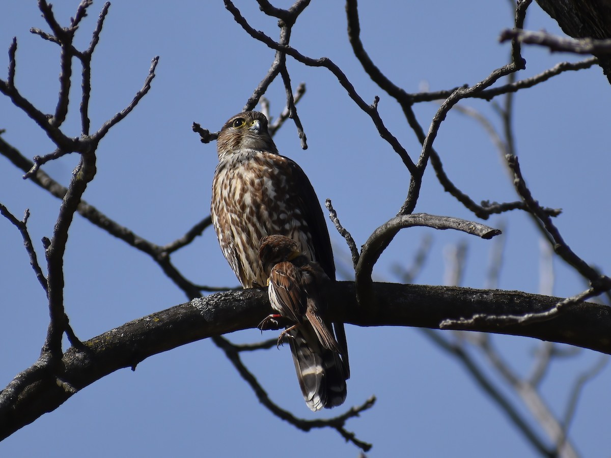 Merlin - ML636634875