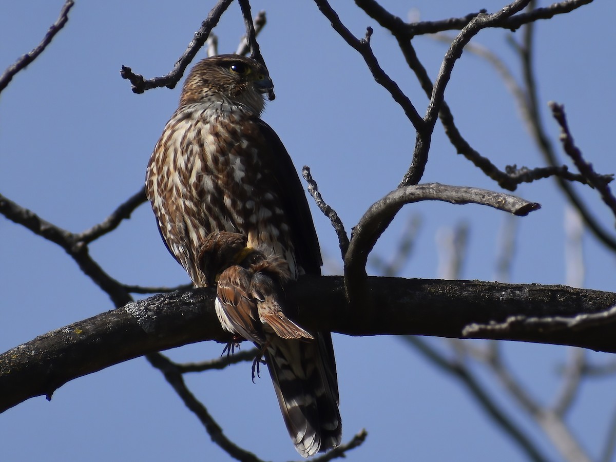 Merlin - ML636634881