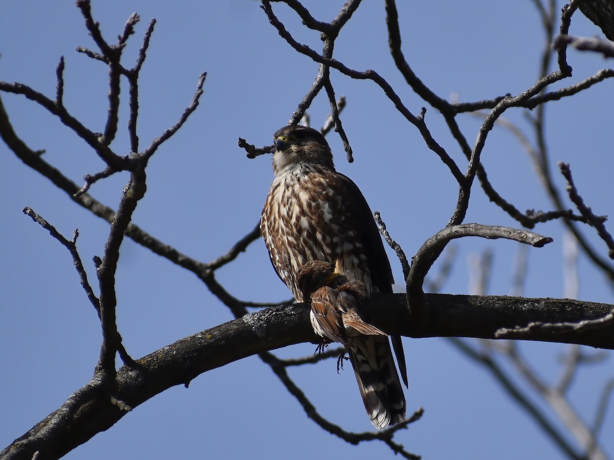 Merlin - ML636634888