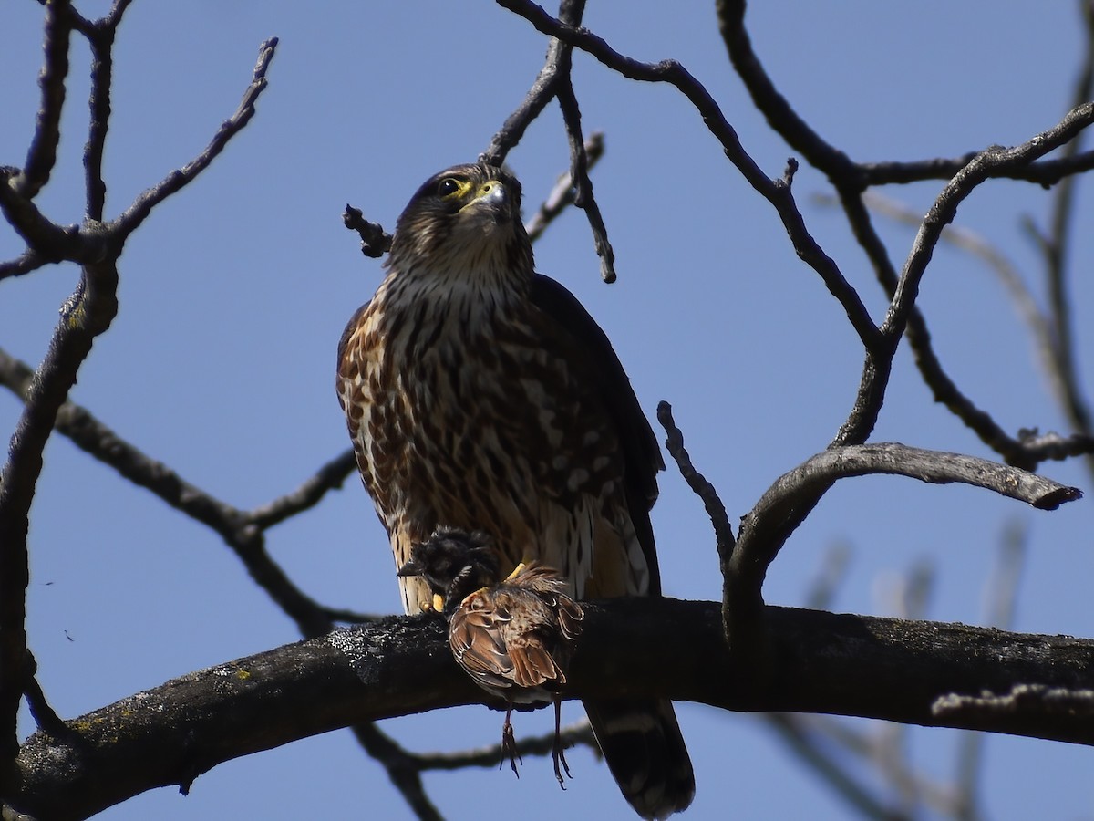 Merlin - ML636634895